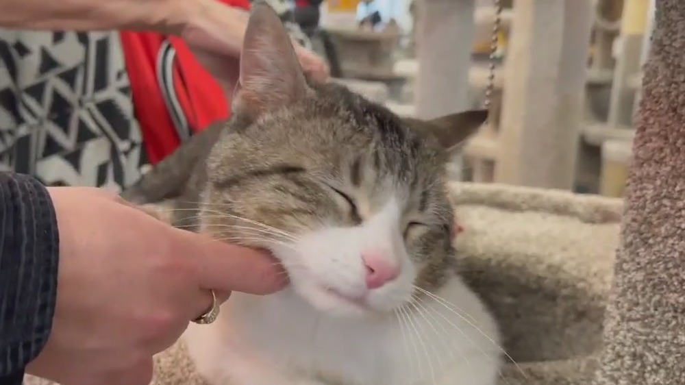 St. Paul Art Crawl with a different kind of art, cats