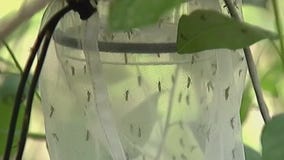 Mosquito control efforts underway in MN