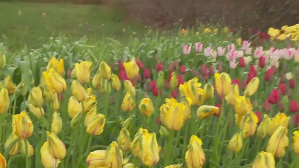 40,000 tulips in bloom at the Arboretum | FOX 9 Minneapolis-St. Paul