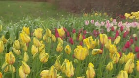 40,000 tulips in bloom at the Arboretum