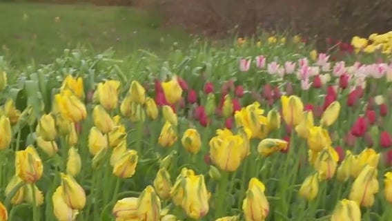 40,000 tulips in bloom at the Arboretum