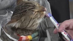 Walk for Animals benefits the Animal Humane Society