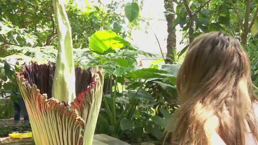 Como Park Conservatory's 'Corpse Flower' is in bloom