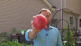 Tips to help tomato gardens thrive