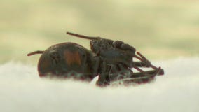 Crystal man sent to ER by black widow spider bite