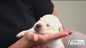 Preparing your pups for summer