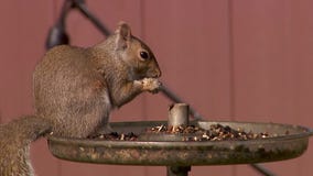 Squirrel snacking on seeds in St. Louis Park