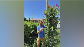 Your summer garden questions answered