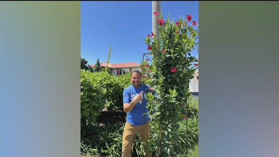 Your summer garden questions answered