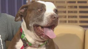 Pet of the Week: Tango