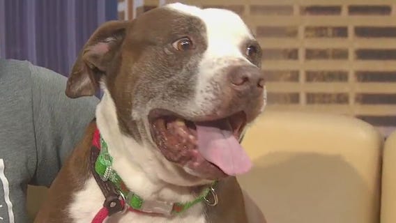 Pet of the Week: Tango