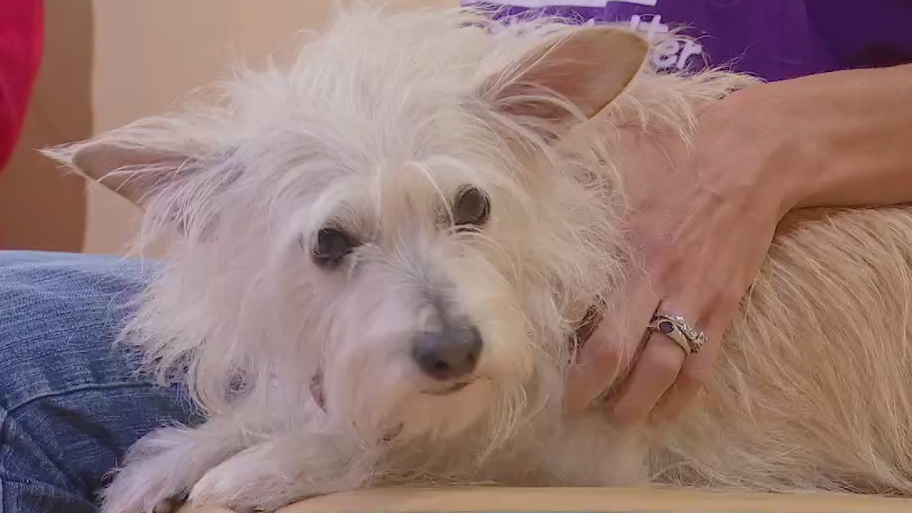 Pet of the Week: Mike