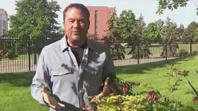 How to keep your perennials healthy