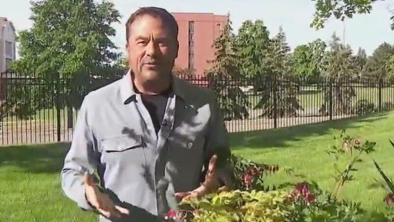 How to keep your perennials healthy