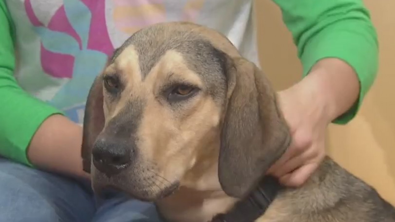 Pet of the Weekend: River