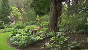 Backyard oasis? on display in historic Minneapolis Neighborhood