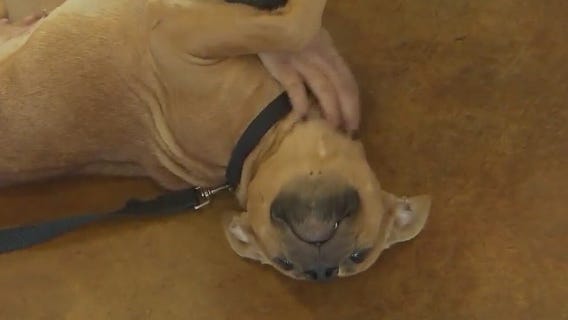 Pet of the Weekend: Fannie Mae