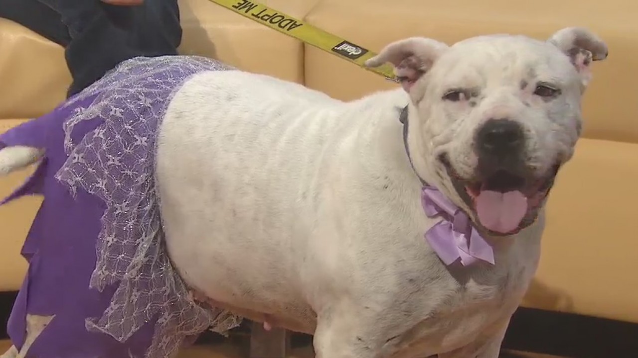Pet of the Weekend: Daffodil