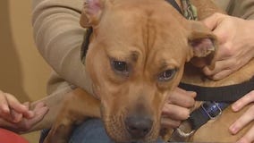 Pet of Week: Cinnamon