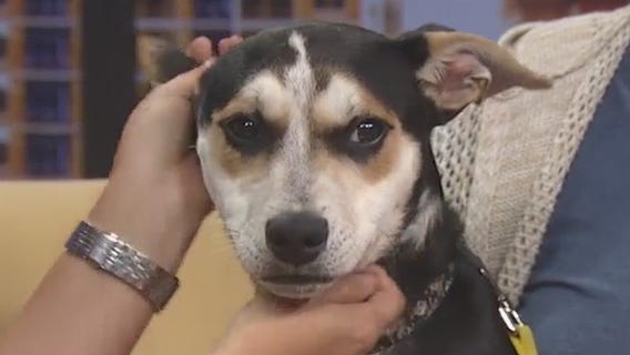 Pet of the Weekend: Neville