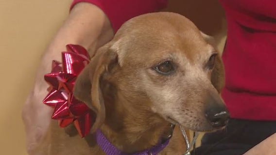 Pet of the Week: Chalino