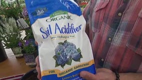 Mid-summer plants to add to your garden