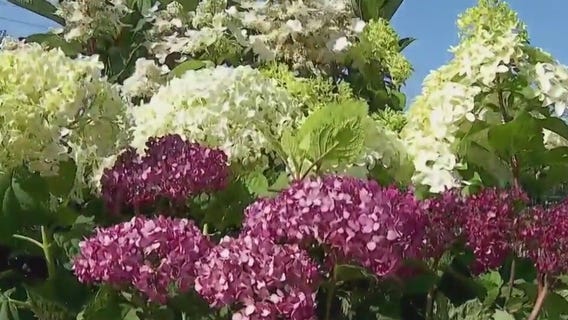 Helpful tips for hydrangeas
