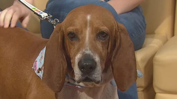 Pet of the Weekend: Bo