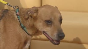 Pet of the Weekend: Hurley