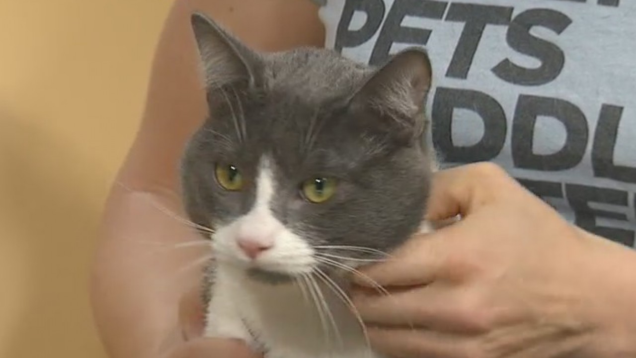 Pet of the Week: Hutch
