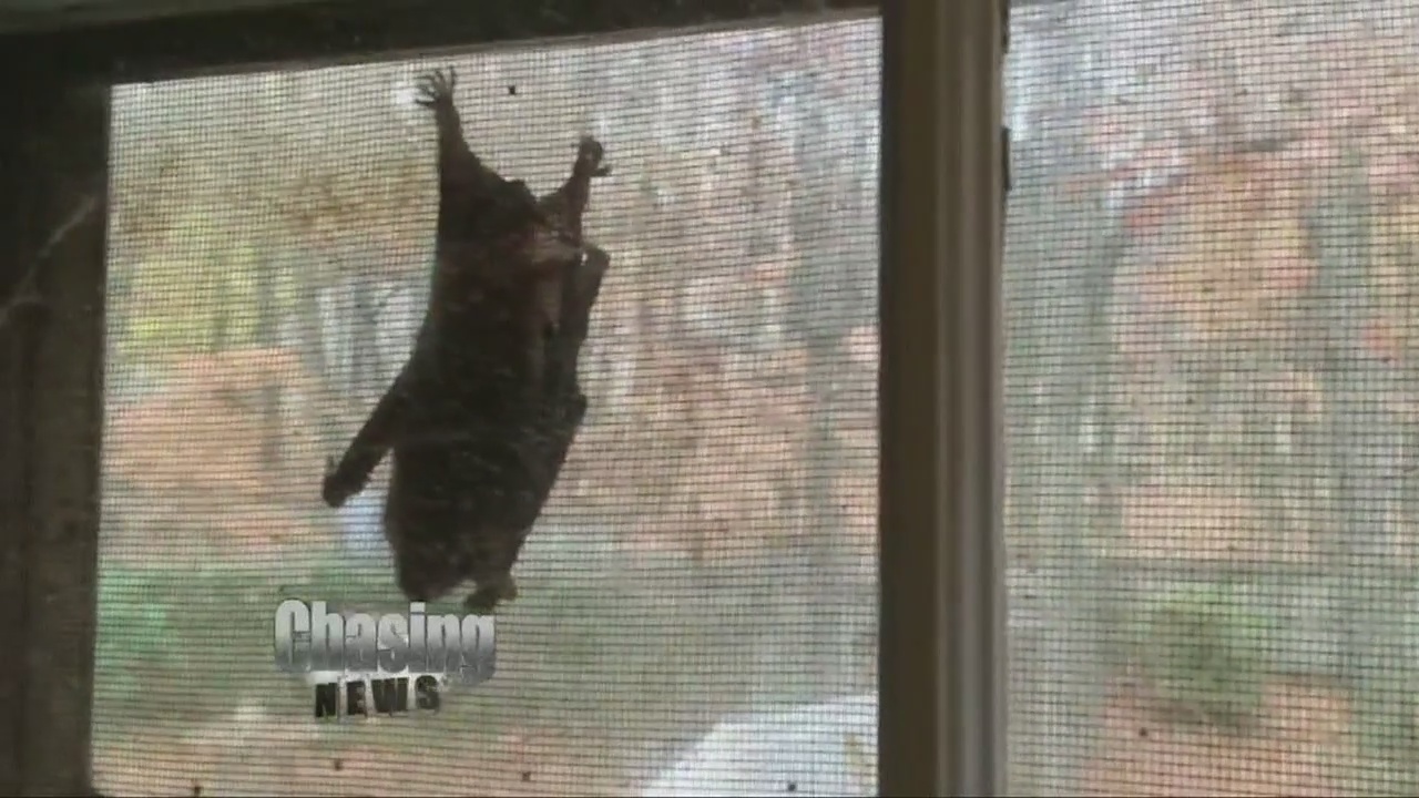Disease endangering brown bat population in NJ