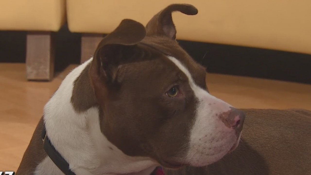Pet of the Weekend: Tiva