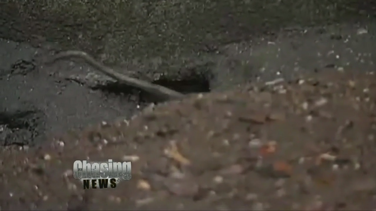 Rat complaints rise in NYC