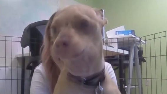 Pet of the Weekend: Chico