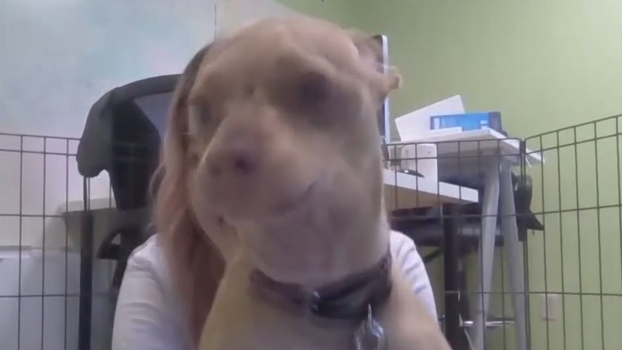 Pet of the Weekend: Chico