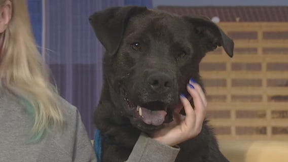 Pet of the Weekend: Viking