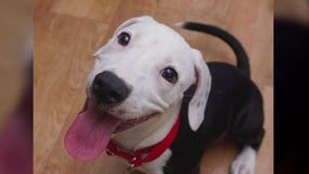 Pet of the Weekend: Pickle