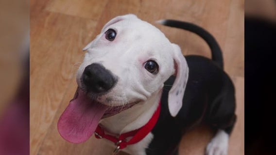 Pet of the Weekend: Pickle