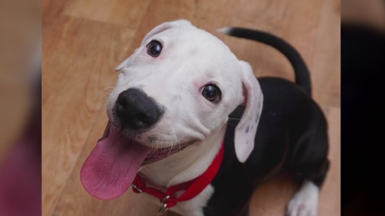 Pet of the Weekend: Pickle