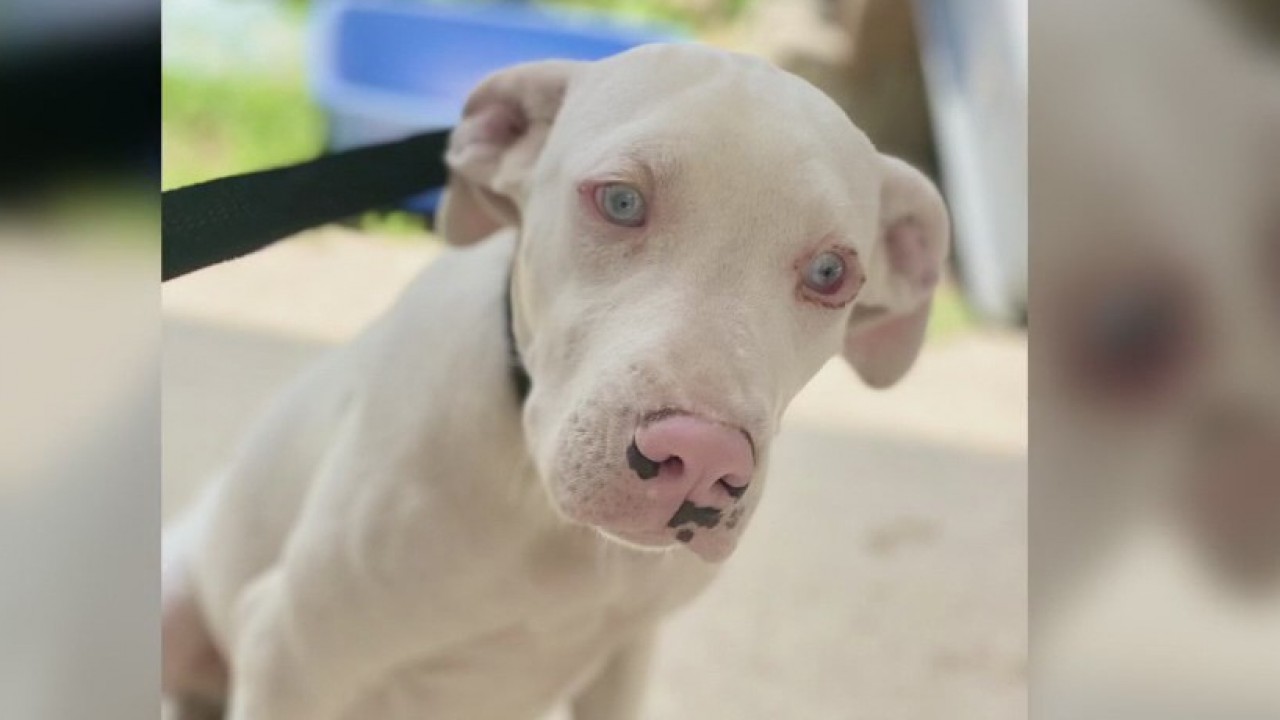 Pet of the weekend: Molly