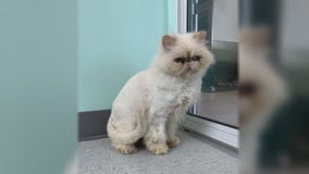 Pet of the Weekend: Dreamy McStuffin