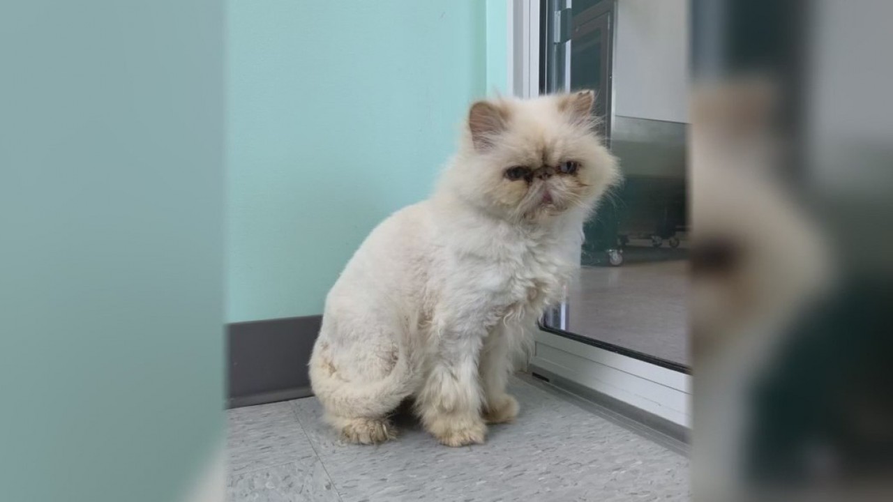 Pet of the Weekend: Dreamy McStuffin