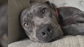 Pet of the Weekend: Emori