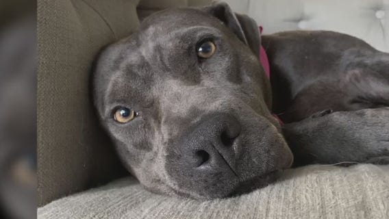 Pet of the Weekend: Emori