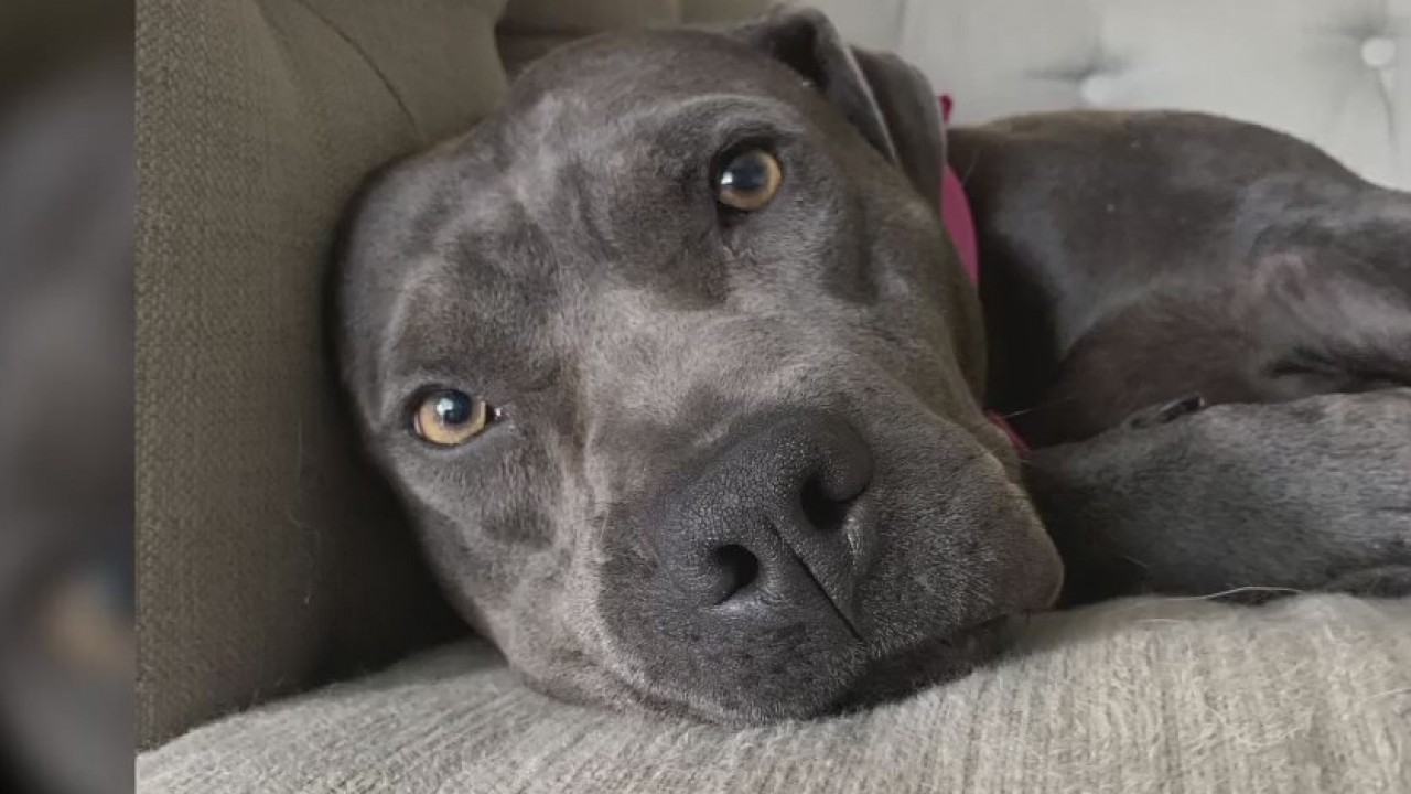 Pet of the Weekend: Emori