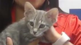 Pet of the Weekend: Pizza Hut