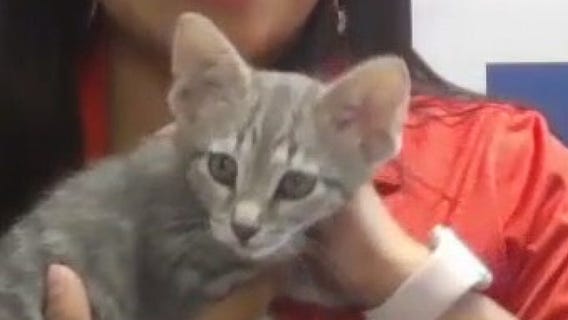 Pet of the Weekend: Pizza Hut