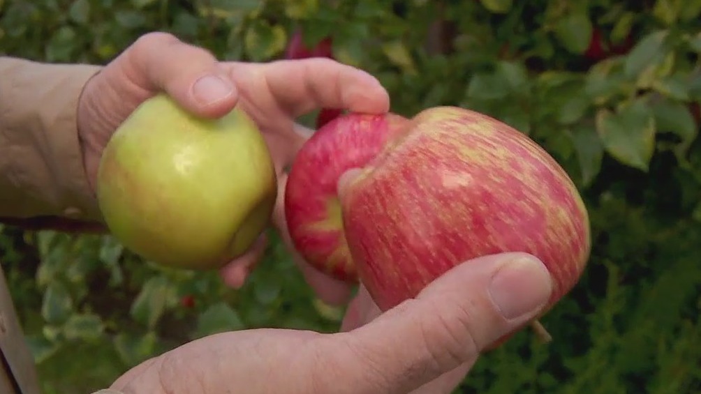 Honeycrisp harvest just days away