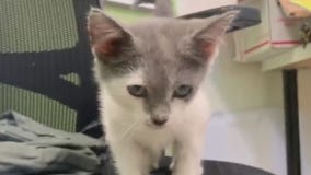 Pet of the Weekend: Kiera