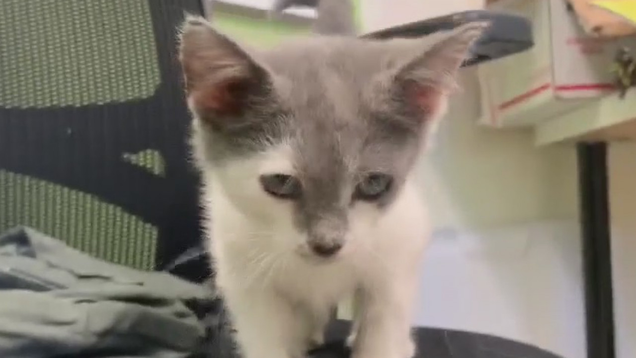 Pet of the Weekend: Kiera